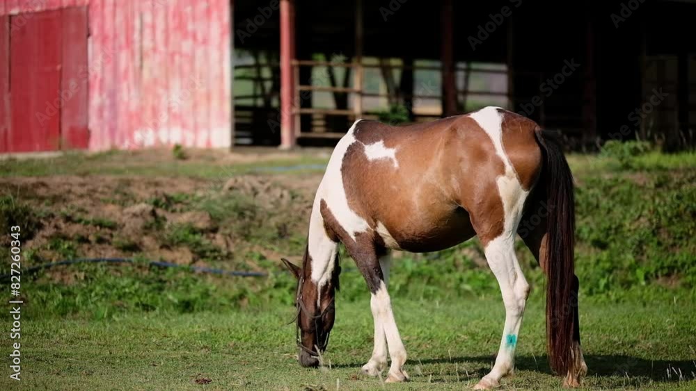 Horse feeding off grass at pasture. Domestic farm equine mammals grazing in green fields Horse feeding off grass at pasture. Domestic farm equine mammals grazing in green fields