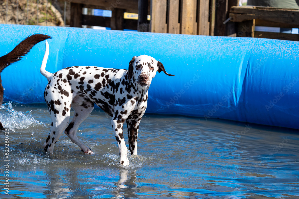 Dalmation dog at the beach in a swimming pool
Dalmation dog at the beach in a swimming pool