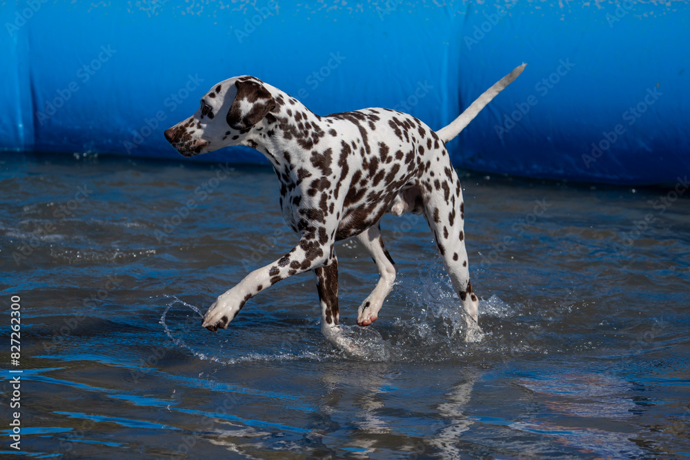 Dalmation dog at the beach in a swimming pool
Dalmation dog at the beach in a swimming pool