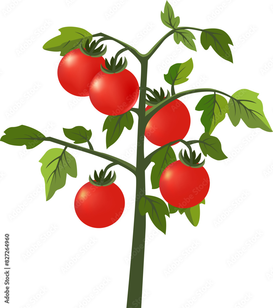 tomato plant with red tomatoes vectorial tomato plant with red tomatoes vectorial