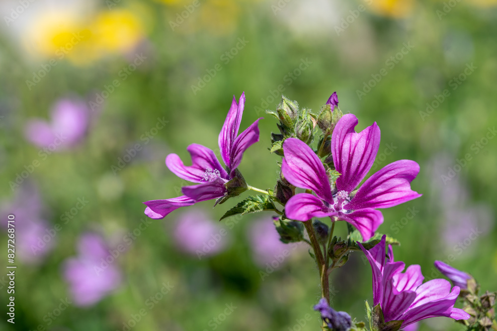 Fototapeta premium Purple flowers close up under bright sun