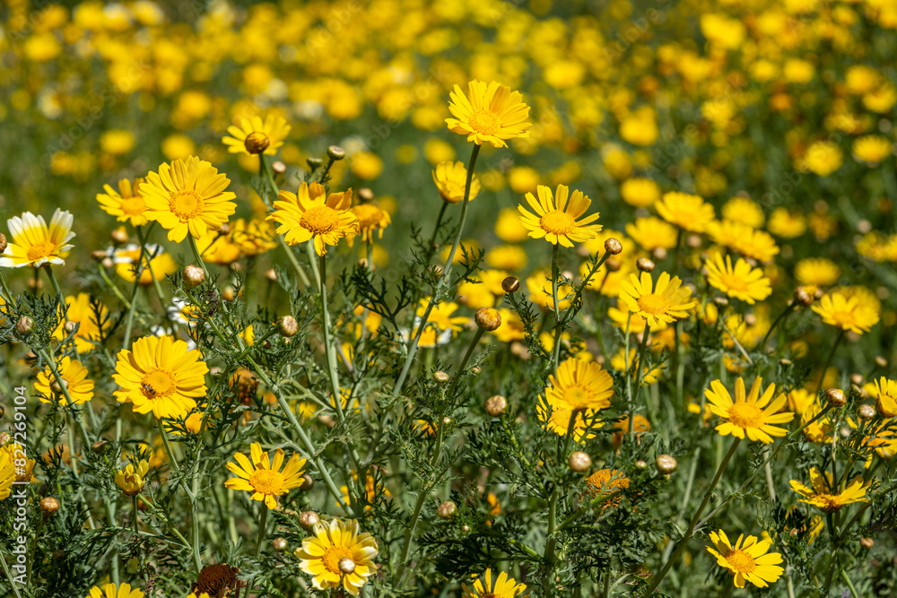 Field of daisies under the bright sun Field of daisies under the bright sun