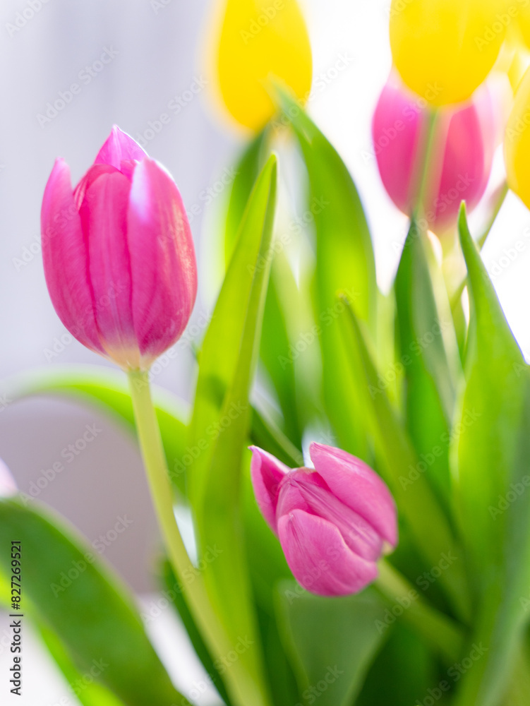 Naklejka premium Yellow and Pink Tulips