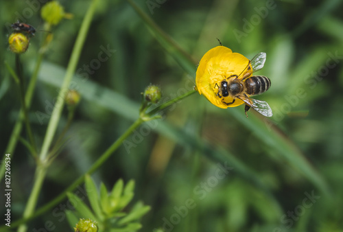 Bee and yellow flower. The bee collects pollen.