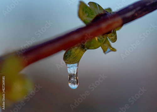 abstract ice, water and plant fragments, cold frosty morning in spring, flower fragments, selective focus