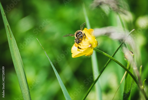 Bee and yellow flower. The bee collects pollen.