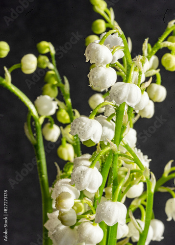 spring flowers, heralds of spring, first blooming flowers in spring