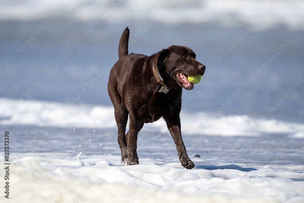 labrador dog on the beach close up running in the sea labrador dog on the beach close up running in the sea
