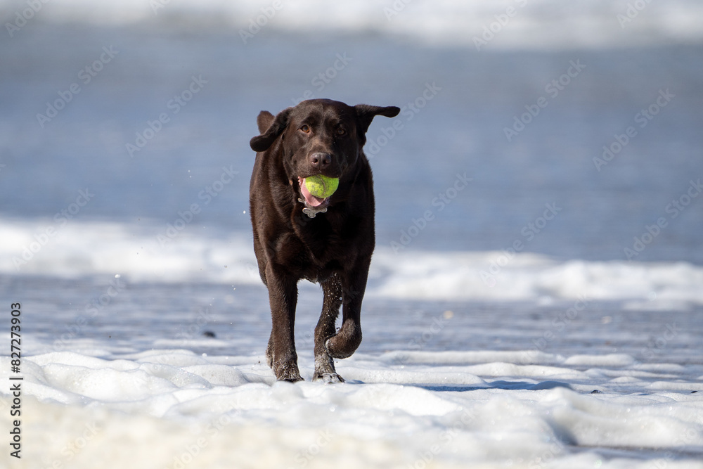 labrador dog on the beach close up running in the sea labrador dog on the beach close up running in the sea