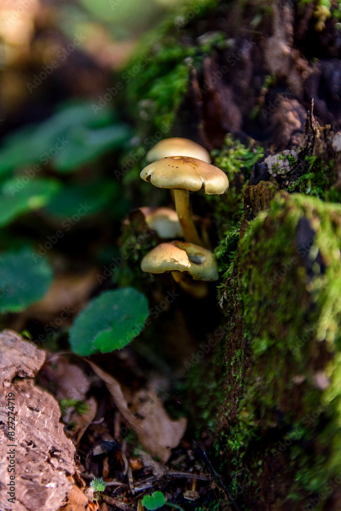 Mushrooms sprouting from old tree stump in Ceahlau Mountain, Piatra Neamt, Romania Mushrooms sprouting from old tree stump in Ceahlau Mountain, Piatra Neamt, Romania