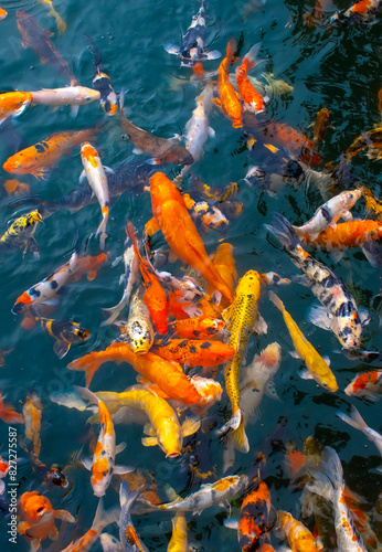 There are many colorful Japanese carp fish swimming in the water. Fish farm. The pond is teeming with a school of large fish.