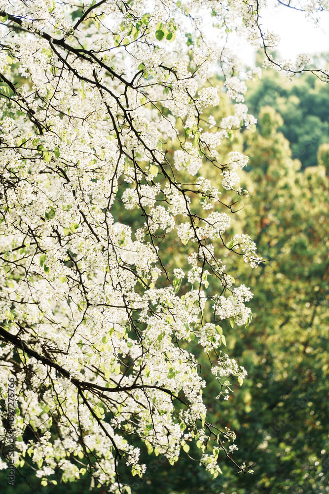 Scenic view of pear blossoms blooming in the sunshine in spring Scenic view of pear blossoms blooming in the sunshine in spring