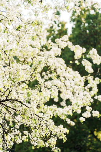 Scenic view of pear blossoms blooming in the sunshine in spring