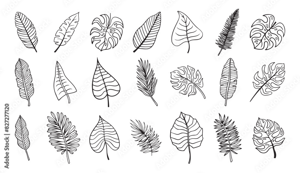 Botanical hand drawn exotic leave. Tropical palm leave sketch, isolated linear doodle style. Botanical hand drawn exotic leave. Tropical palm leave sketch, isolated linear doodle style.