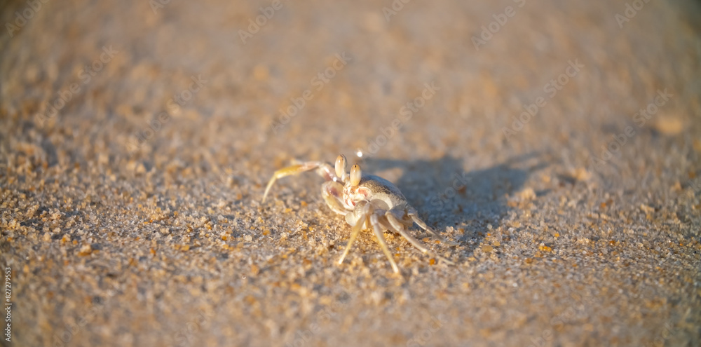 A crab on the beach is running on the white sand. Exotic animals in the resorts of tropical islands. The concept of a beach holiday in the tropics.