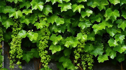 Bush grape or three leaved wild vine Cayratia trifolia liana ivy plant bush, nature frame jungle border, green leaves wallpaper background or backdrop illustration