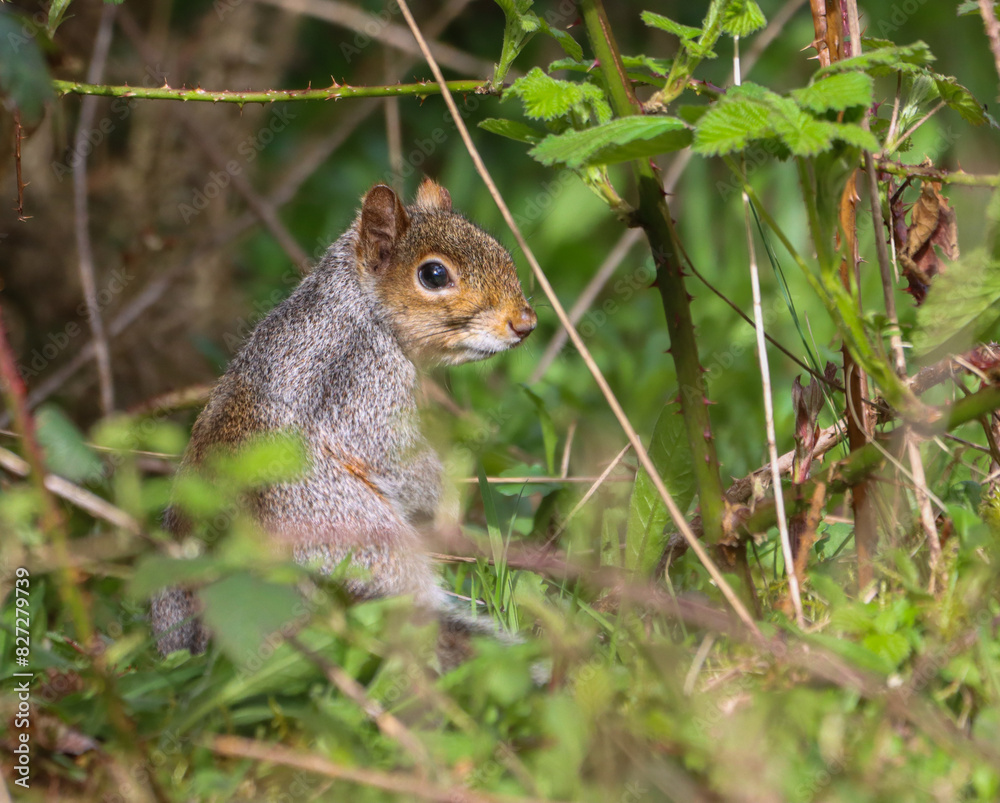 Small squirrel surrounded by bushes and grass in a woodland setting Small squirrel surrounded by bushes and grass in a woodland setting