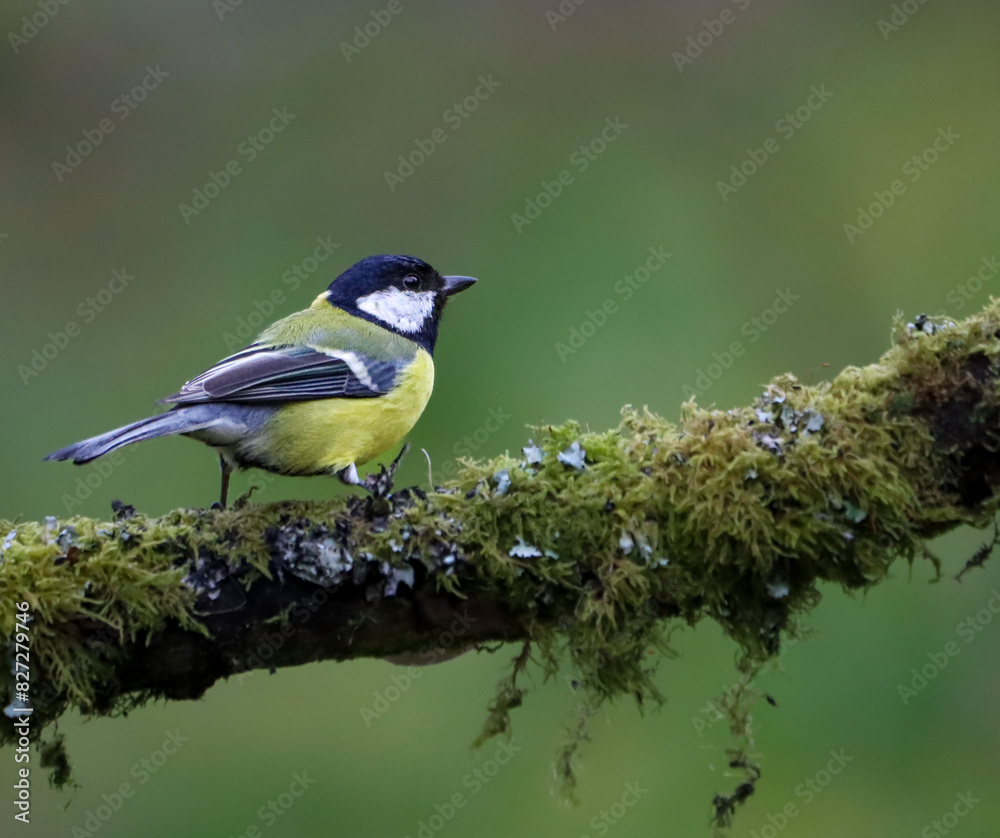 Great tit perched on a moss-covered branch Great tit perched on a moss-covered branch