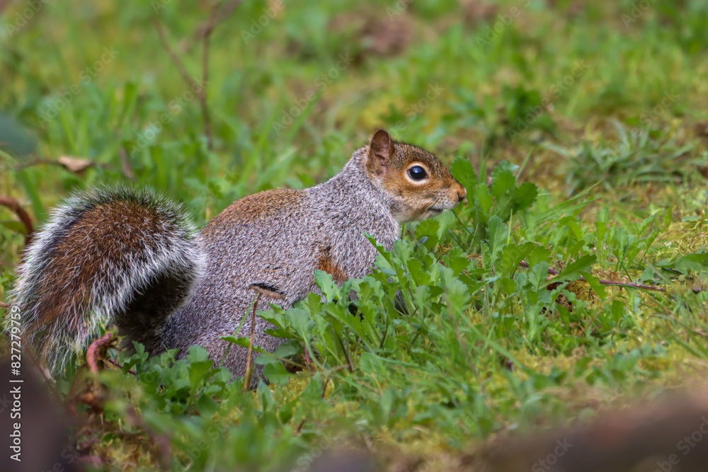 Small squirrel surrounded by bushes and grass in a woodland setting Small squirrel surrounded by bushes and grass in a woodland setting