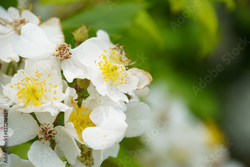 rosa multiflora baby rose white flowers with green
