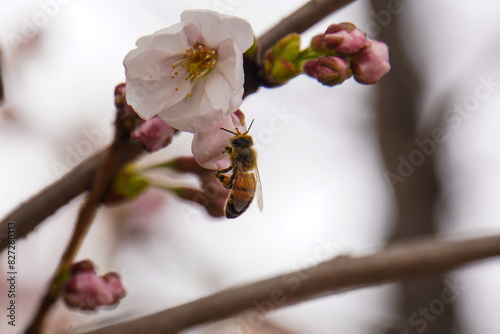 white cherry blossoms and bees