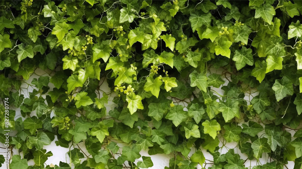 Bush grape or three leaved wild vine Cayratia trifolia liana ivy plant bush, nature frame jungle border, green leaves wallpaper background or backdrop illustration Bush grape or three leaved wild vine Cayratia trifolia liana ivy plant bush, nature frame jungle border, green leaves wallpaper background or backdrop illustration