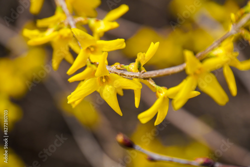 Beautiful Forsythia in spring time
