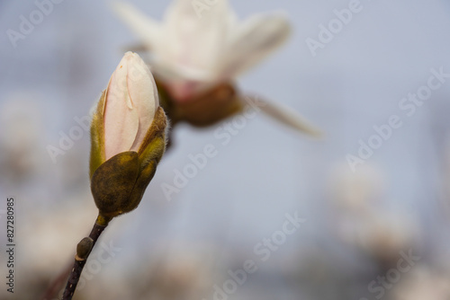 star magnolia flower buds on blurry background