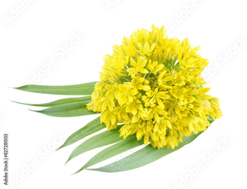 Allium moly yellow golden lily leek garlic flowers in bloom, beautiful ornamental garden springtime flowering plant on isolated white background