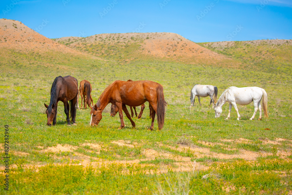 A herd of horses graze in the meadow in summer, eat grass, walk and frolic. Pregnant horses and foals, livestock breeding concept. A herd of horses graze in the meadow in summer, eat grass, walk and frolic. Pregnant horses and foals, livestock breeding concept.