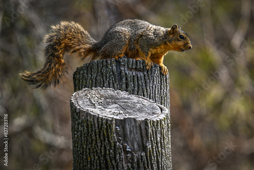 a squirrel sitting on top of a tree stump with its tail out photo