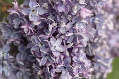 Nature's Palette: A Blue-Pink Lilac in Stunning Detail photo