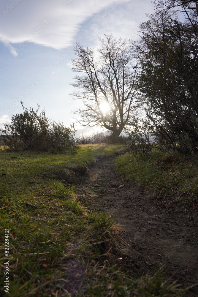 Scenic view of a green field in Torres del Paine in Chile