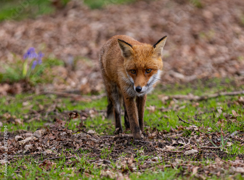 Red fox walking in a meadow photo