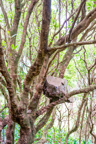 Large stone between the branches of a tree due to a landslide. São Jorge Island-Azores-Portugal