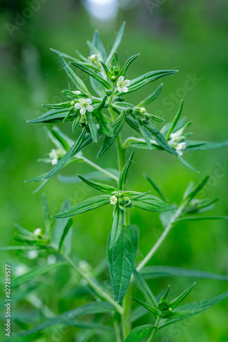 Lithospermum officinale. Plant with white petaled flowers of Sun Millet. Grains of Love. Tears of David.