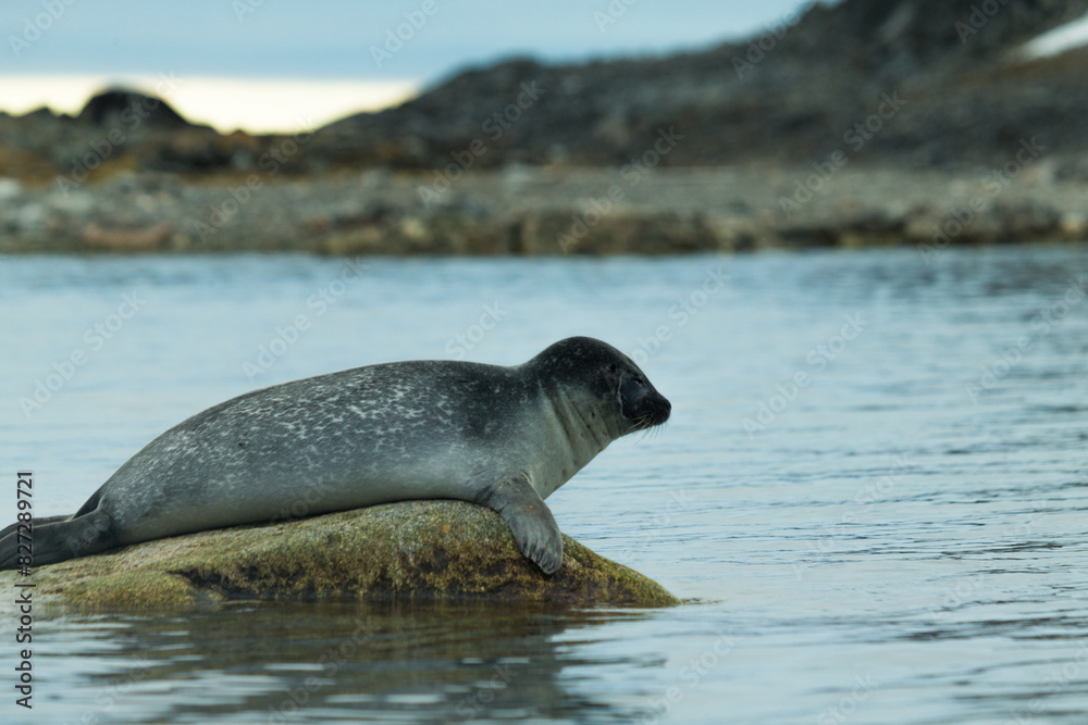 Fototapeta premium Antarctic Sea lion 