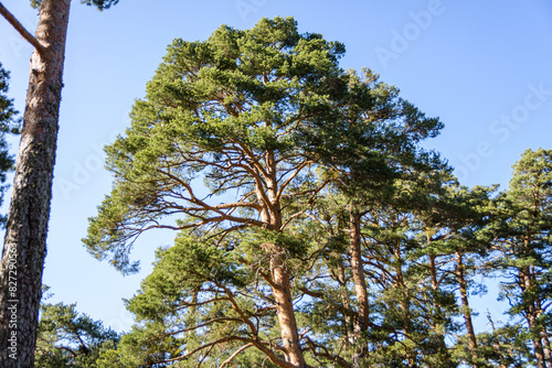 Obraz na plátne Scots pine in the Bosque de Valsain, Parque Nacional de la sierra de Guadarama