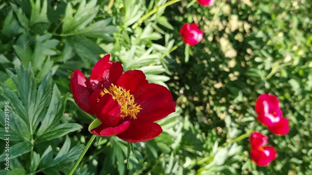 Red peony flower close up. Peonies blooming in a garden, park or yard. Beautiful bright flower. Large peony flower with large red petals and yellow stamens. Nature Red peony flower close up. Peonies blooming in a garden, park or yard. Beautiful bright flower. Large peony flower with large red petals and yellow stamens. Nature