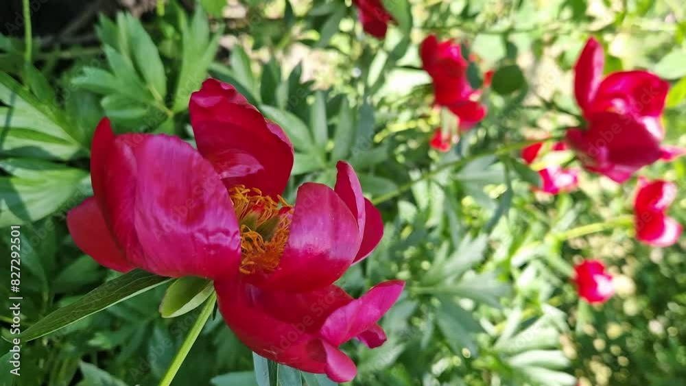 Red peony flower close up. Peonies blooming in a garden, park or yard. Beautiful bright flower. Large peony flower with large red petals and yellow stamens. Nature Red peony flower close up. Peonies blooming in a garden, park or yard. Beautiful bright flower. Large peony flower with large red petals and yellow stamens. Nature