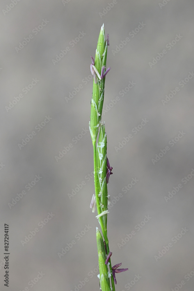 Water mannagrass, Glyceria fluitans, also known as floating sweet-grass or float grass, wild edible plant from Finland Water mannagrass, Glyceria fluitans, also known as floating sweet-grass or float grass, wild edible plant from Finland