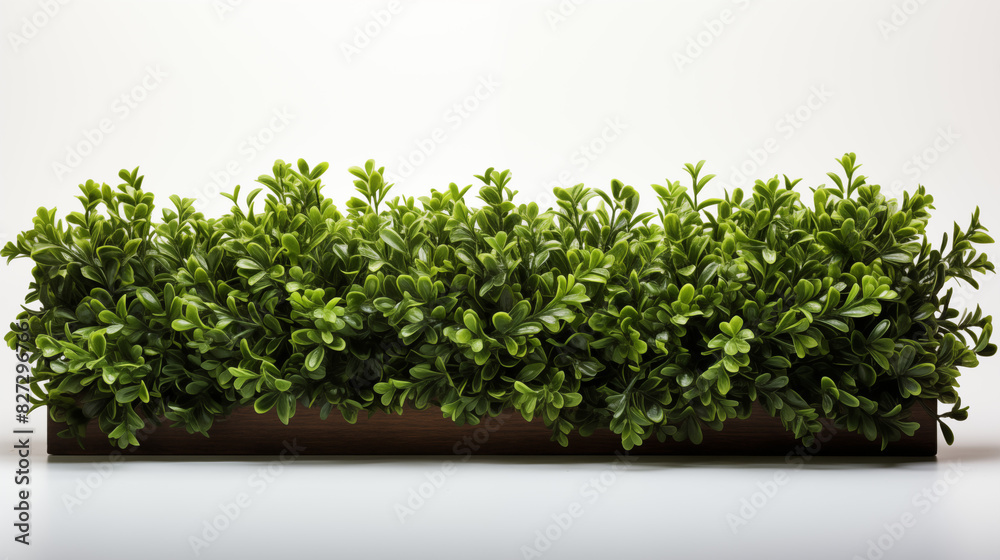Obraz premium green grass on a white background