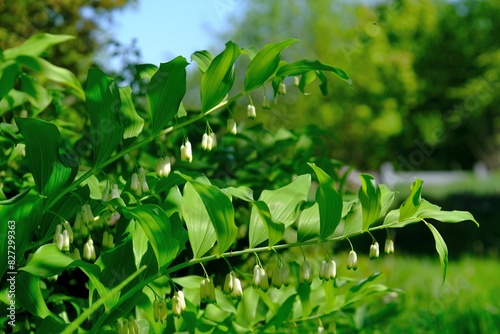 Plant with white flowers of Polygonatum odoratum (angular Solomon's seal or scented Solomon's seal. It is toxic plant. It is used in traditional Chinese medicine