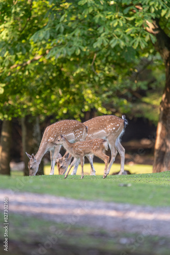 Roe deer in an urban park 