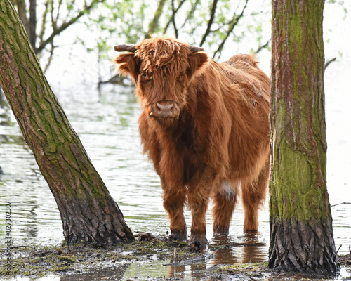 Highland cow standing on the edge of a pool