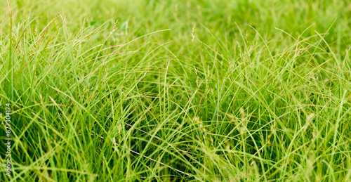 Canvastavla green grass on the glade