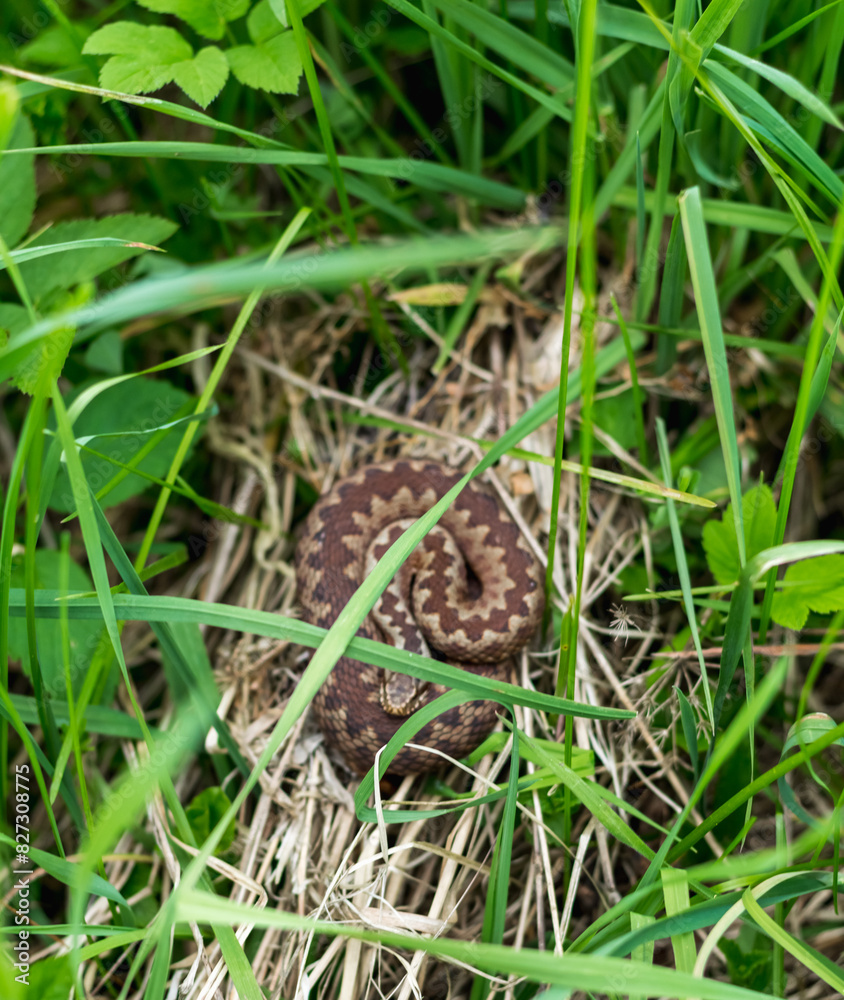 Fototapeta premium viper snake