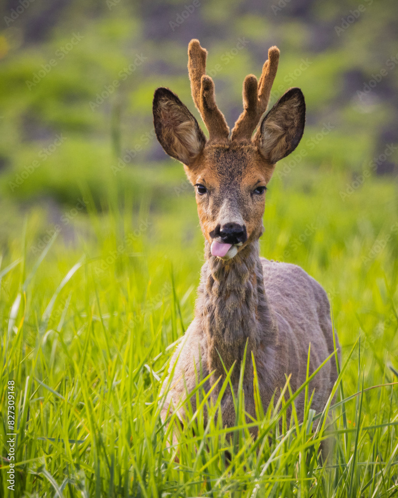 Deer with antlers standing in a field of lush green grass Deer with antlers standing in a field of lush green grass