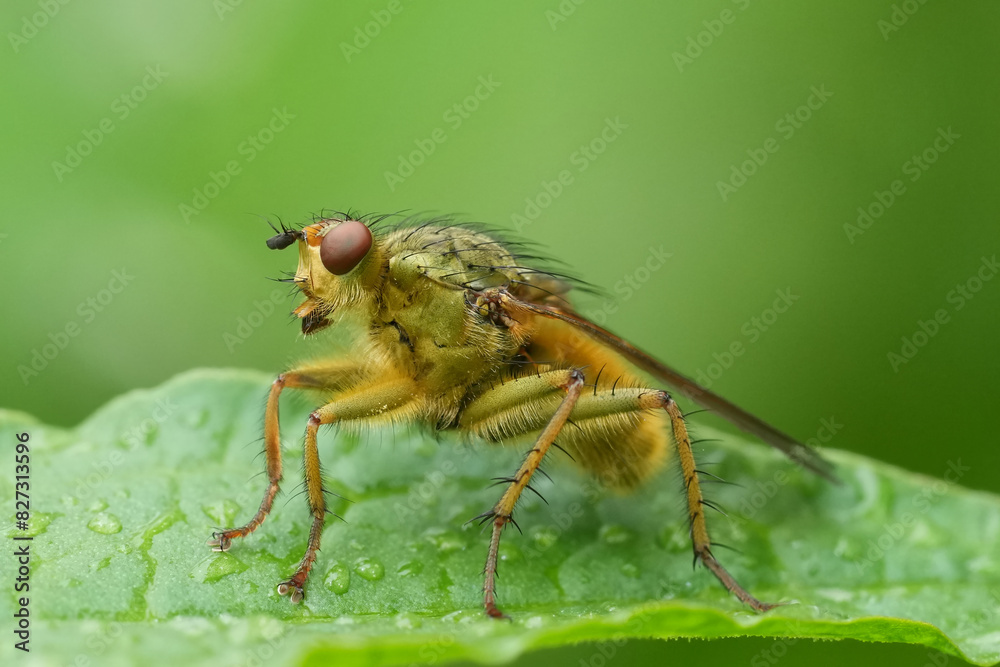 Closeup on a hairy yellow dung fly, Scathophaga stercoraria sitting on a green leaf Closeup on a hairy yellow dung fly, Scathophaga stercoraria sitting on a green leaf