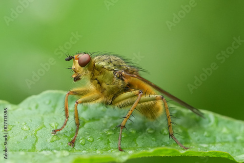 Closeup on a hairy yellow dung fly, Scathophaga stercoraria sitting on a green leaf photo